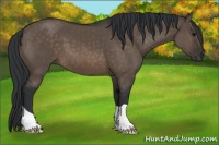 Horse Color:Brown Dun 