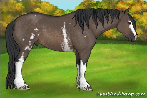 Horse Color:White Spotted Brown Dun 