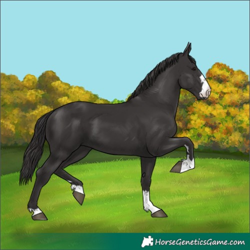 Horse Color:Smoky Black 