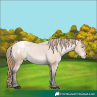 Horse Color:Bay Dun Appaloosa 