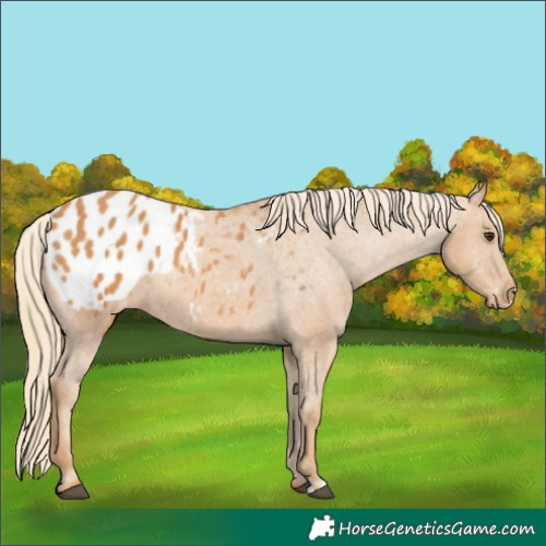 Horse Color:Chestnut Appaloosa 