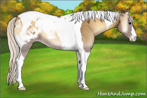 Horse Color:Silver Smoky Blue Onyx Tobiano Appaloosa 