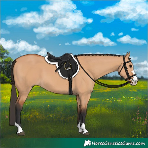 Horse Color:Bay Dun