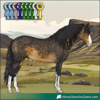 Horse Color:Buckskin 
