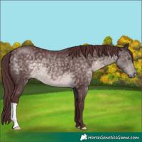 Horse Color:Platinum Chocolate Buckskin 