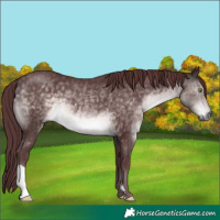 Horse Color:Platinum Chocolate Buckskin 