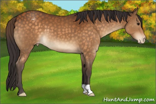 Horse Color:Buckskin Appaloosa 