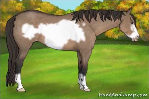 Horse Color:Liver Red Dun Roan Frame Appaloosa 