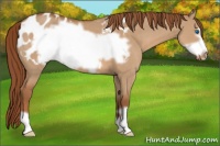 Horse Color:Red Dun Frame Appaloosa 
