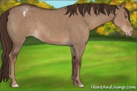 Horse Color:Liver Red Dun Appaloosa 