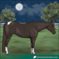 Horse Color:Liver Chestnut Sabino Tobiano 