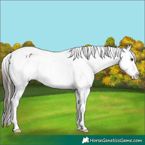 Horse Color:Liver Chestnut Tobiano Appaloosa 