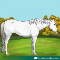 Horse Color:Liver Chestnut Tobiano Appaloosa 