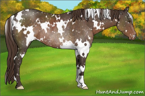 Horse Color:White Spotted Liver Chestnut Appaloosa Rabicano 