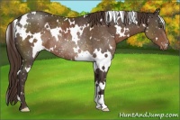 Horse Color:White Spotted Liver Chestnut Appaloosa Rabicano 