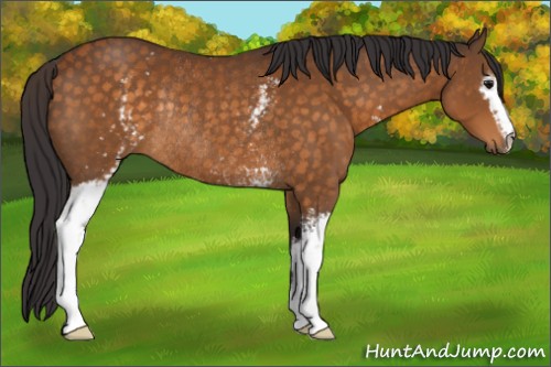 Horse Color:White Spotted Buckskin Rabicano 