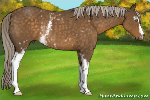 Horse Color:White Spotted Chocolate Palomino Rabicano 