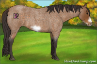 Horse Color:Buckskin Roan Sabino Frame