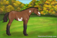 Horse Color:Buckskin Roan Sabino Frame 