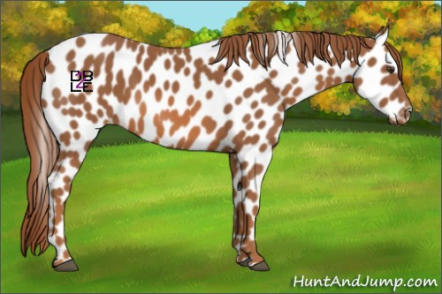 Horse Color:Chestnut Appaloosa