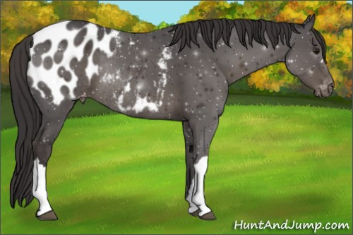 Horse Color:Smoky Black Appaloosa Rabicano 