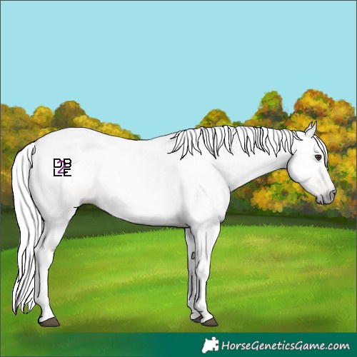 Horse Color:Gray Chestnut