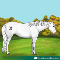 Horse Color:Gray Chestnut 