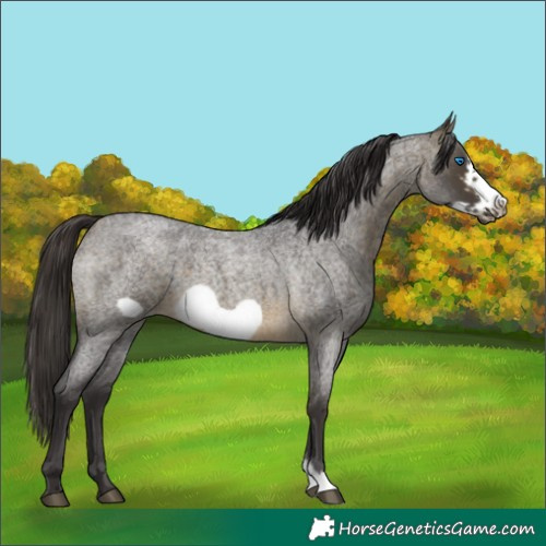 Horse Color:Buckskin Roan Sabino Frame 