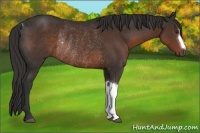 Horse Color:Liver Chestnut Rabicano
