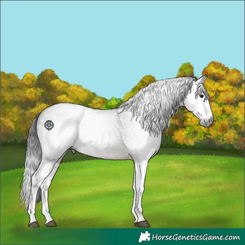 Horse Color:Gray Brown Roan Splash Rabicano 