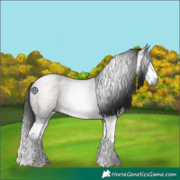 Horse Color:Gray Bay Roan Sabino Splash Rabicano 