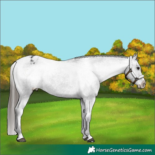 Horse Color:Black Appaloosa Rabicano 