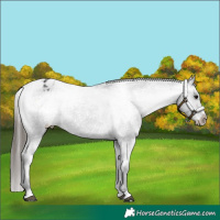 Horse Color:Black Appaloosa Rabicano 