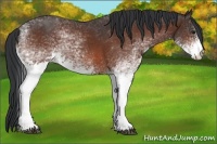 Horse Color:White Spotted Bay 
