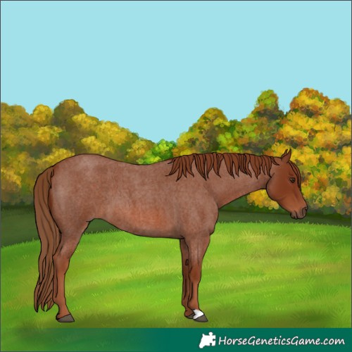 Horse Color:Red Roan 