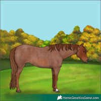 Horse Color:Red Roan 