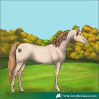 Horse Color:Gold Champagne Roan Dun 