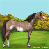 Horse Color:Buckskin Roan Sabino Frame 