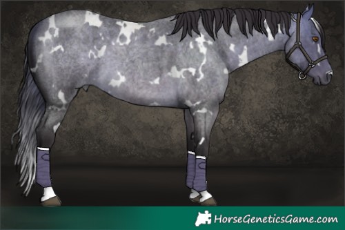 Horse Color:White Spotted Buckskin Roan 