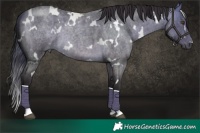Horse Color:White Spotted Buckskin Roan 