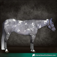 Horse Color:White Spotted Buckskin Roan 