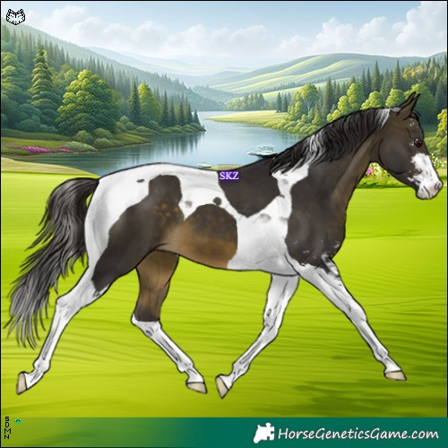 Horse Color:Buckskin Sabino Tobiano 