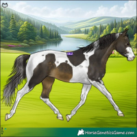 Horse Color:Buckskin Sabino Tobiano