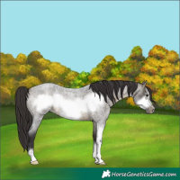 Horse Color:Buckskin Roan Sabino Frame 