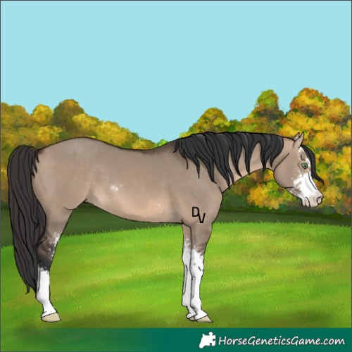 Horse Color:Brown Dun Sabino 