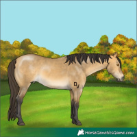 Horse Color:Buckskin Dun Rabicano 