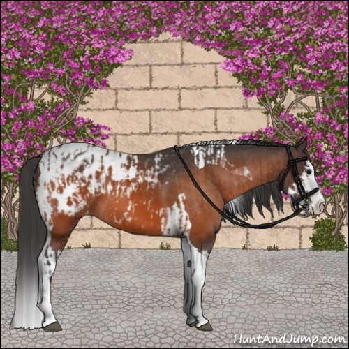 Horse Color:Bay Splash Tobiano Appaloosa and Bay Splash Tobiano Appaloosa