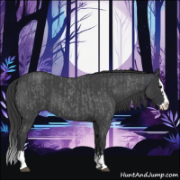 Horse Color:Blue Roan Sabino Splash  and Blue Roan Sabino Splash 