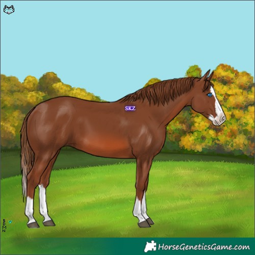 Horse Color:Chestnut Splash 