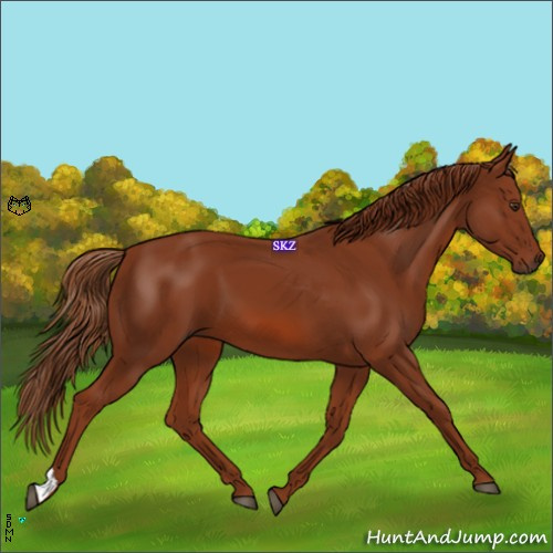 Horse Color:Chestnut 